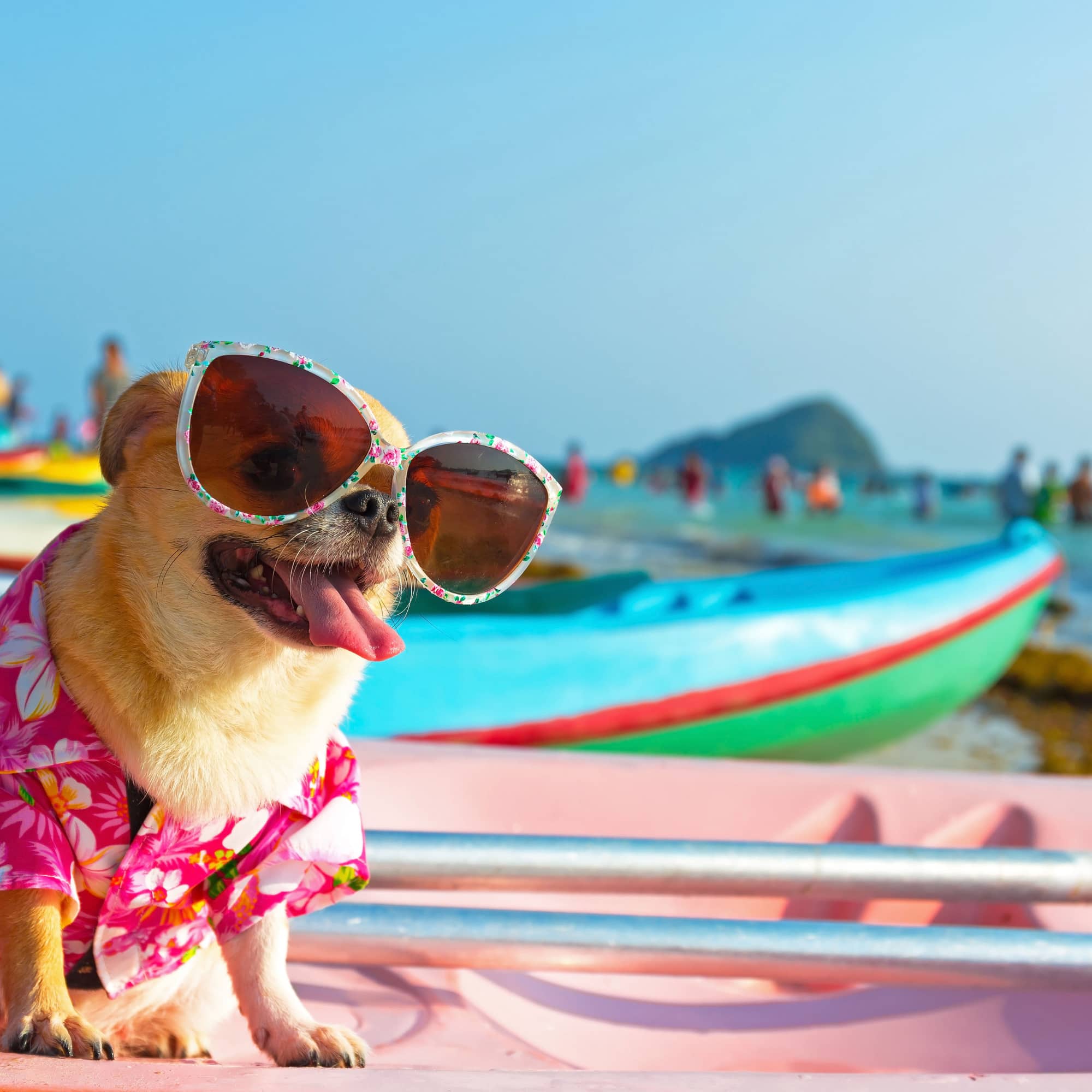 A small dog wearing oversized sunglasses and a pink floral shirt sits on a boat at a sunny beach, with people and colorful boats in the background.