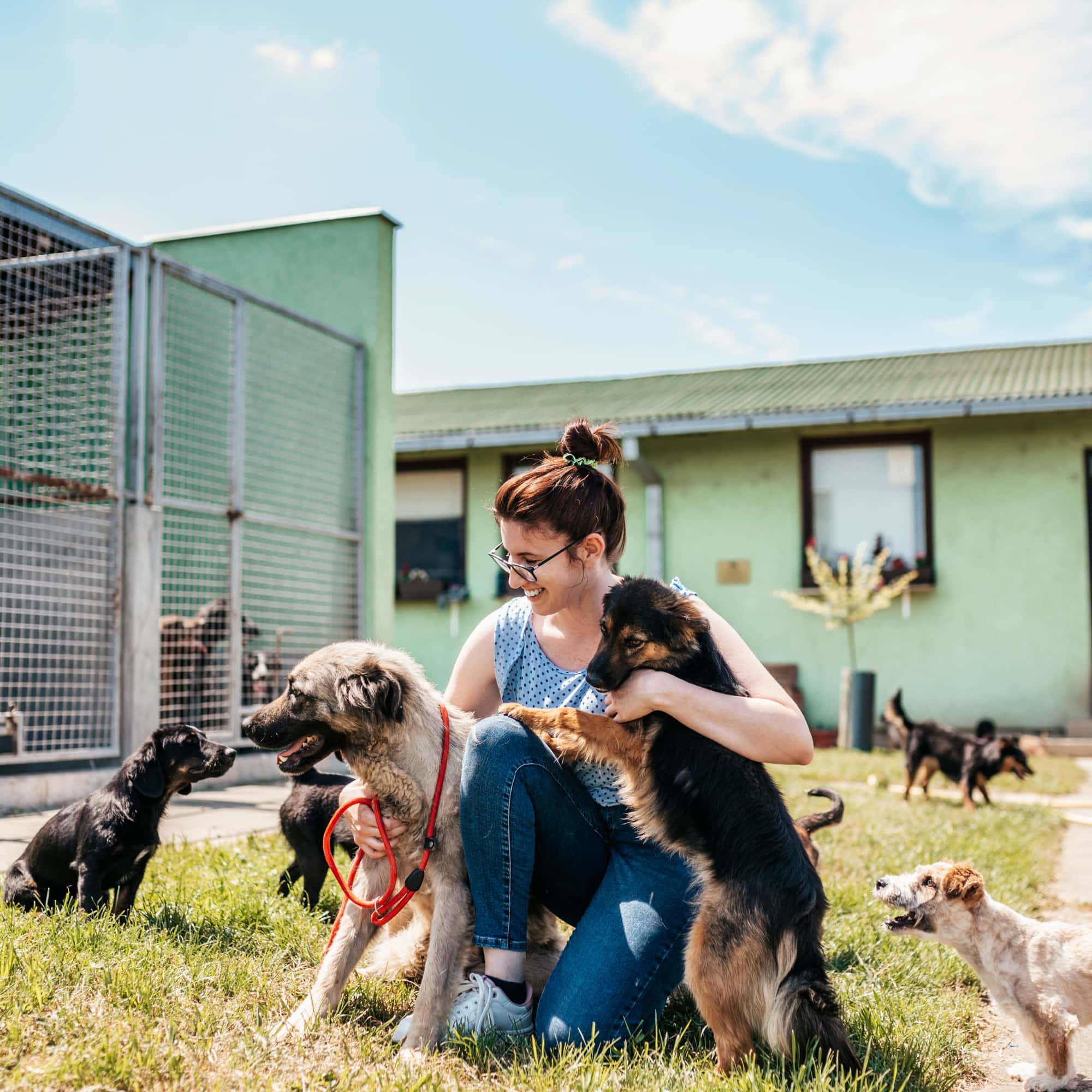 Woman sitting on grass at an animal shelter, smiling while interacting with several dogs, including a large mixed-breed and a German Shepherd, with more dogs in the background.