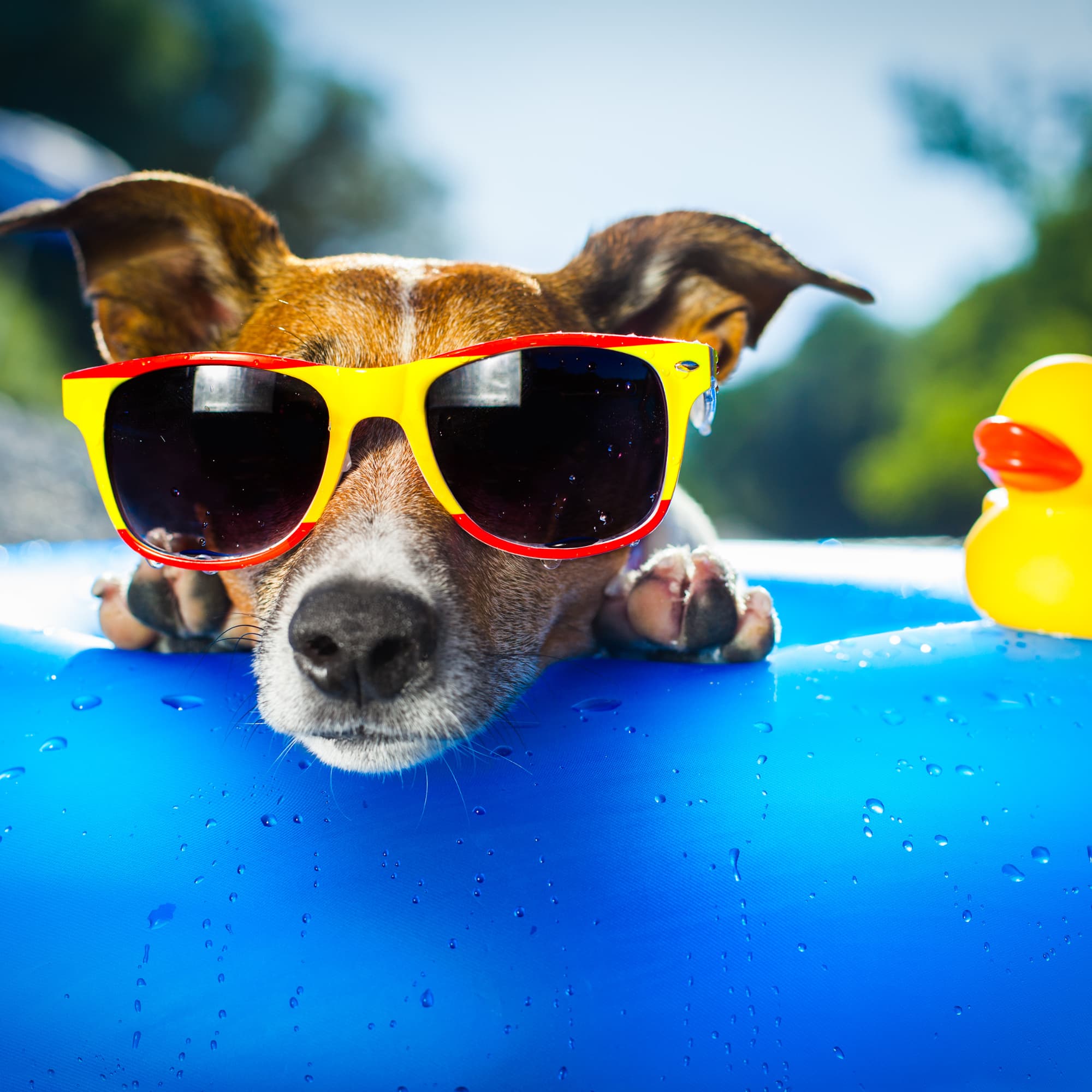 A dog wearing bright red and yellow sunglasses rests its paws on the edge of a blue inflatable pool, with water droplets visible and a yellow rubber duck floating nearby.